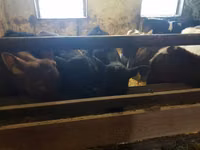 Sığır (parti, cinsiyet belirtilmedi), Sığır — foto 7