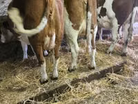 Cow, Montbéliarde — photo 1