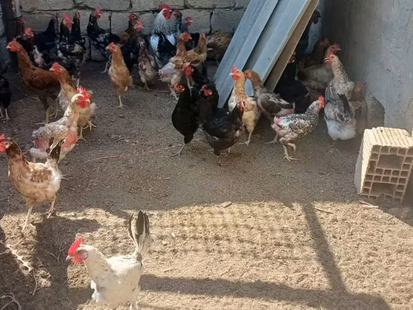 Chickens — Azerbejdżan