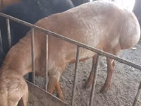 Ram, Rhon sheep — photo 1