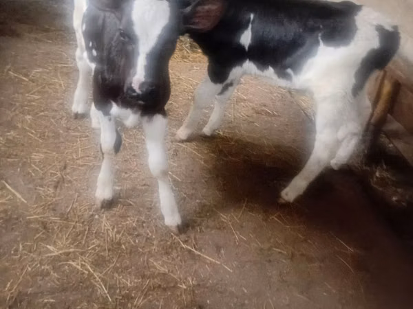 Bull, Cattle — Moldova