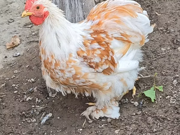 Pekin Bantam — Kyrgyzstan