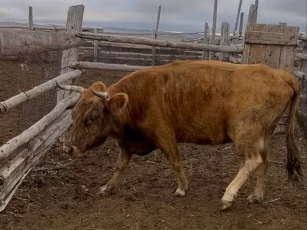 Vaca, Latvian Blue cattle