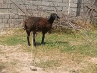 Biri-biri (lot, jantina tidak dinyatakan), Jaidara sheep — foto 1