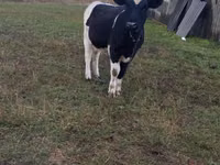 گاو ماده, Russian Black pied cattle — عکس 5