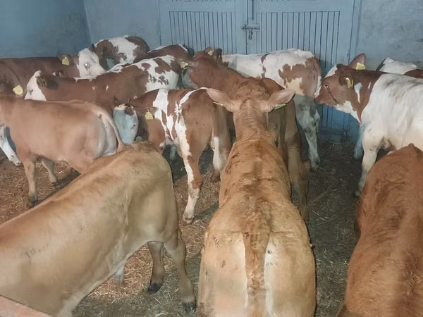 Bull, Cattle — Poland