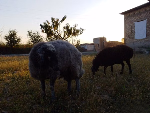 Beran, Rhon sheep