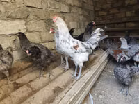 Chickens — foto 1