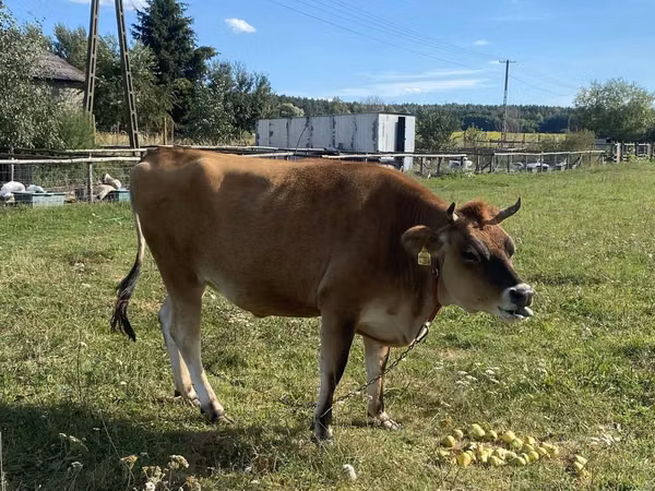Cow, Jersey breed — Poland