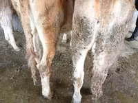 Mucca, Bovini — foto 3