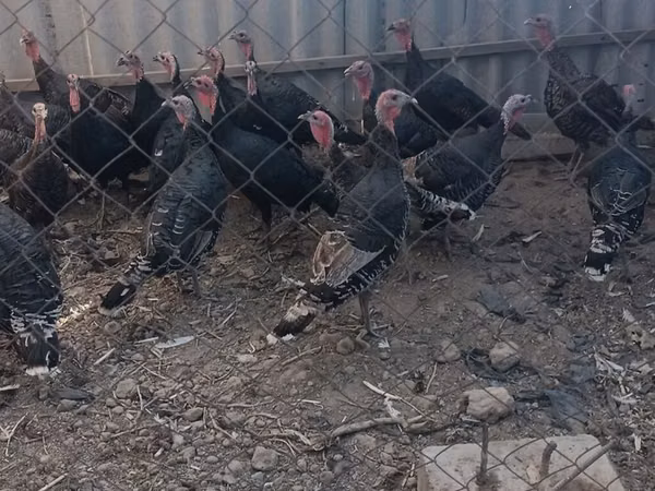 Turkeys — Kyrgyzstan