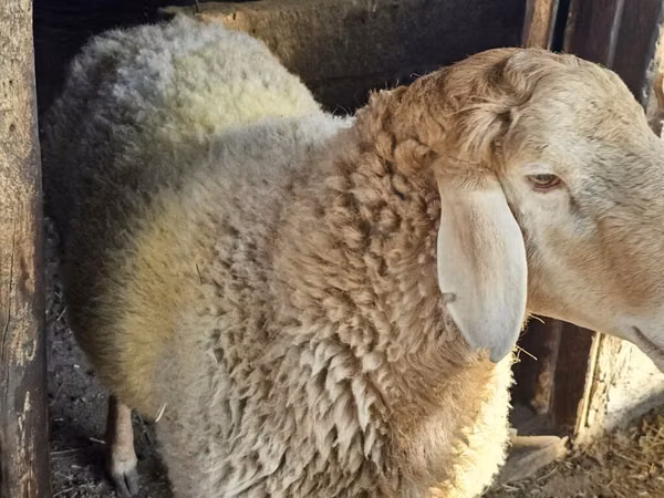 Ovan, Hissar sheep — Киргистан