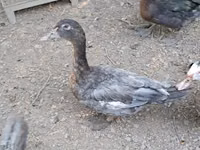 Ducks — foto 6