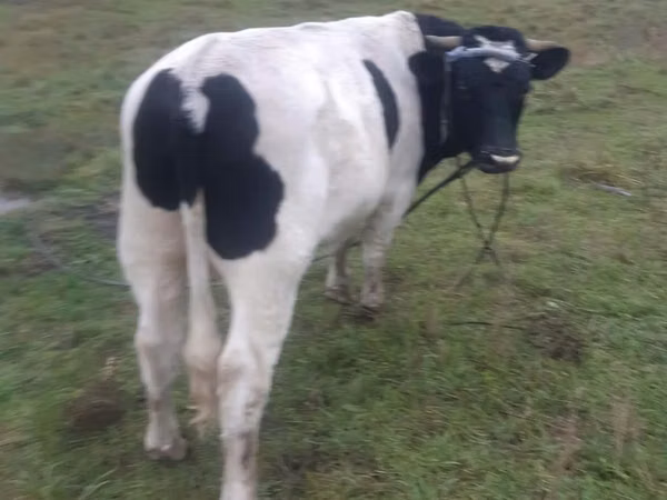 公牛, Russian Black pied cattle