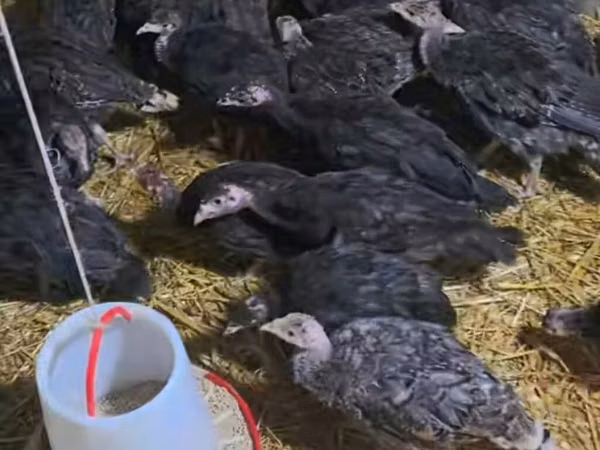 Turkeys