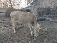 Vache, Bovins — photo 5