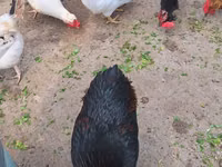 Chickens — foto 2