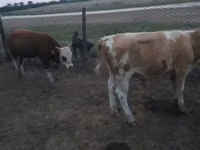 Lembu jantan, Simmental cattle — foto 4