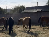 Mare, Horses — photo 3