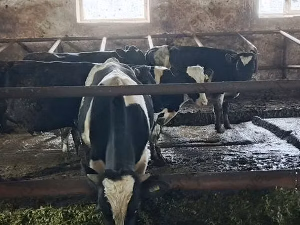 Bull, Russian Black pied cattle — Russia