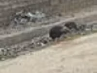 Turkeys — photo 7