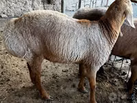 ஆண் ஆடு, ஆடுகள் — புகைப்படம் 3