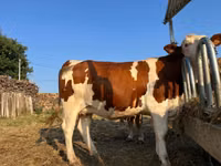 Vache, Montbéliarde — photo 3