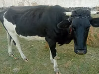 گاو ماده, گاو — عکس 5