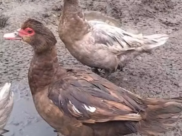 Ducks — Kyrgyzstan