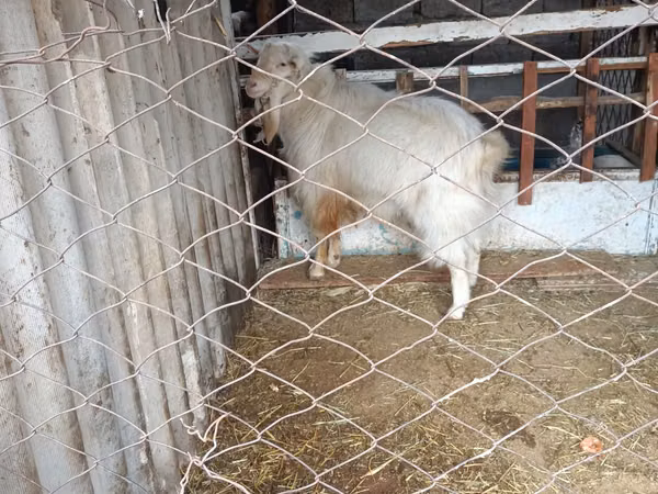 Billy Goat, Russian White goat