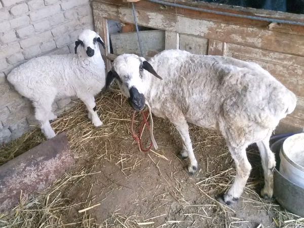 Sheep, Sheep — Uzbekistan