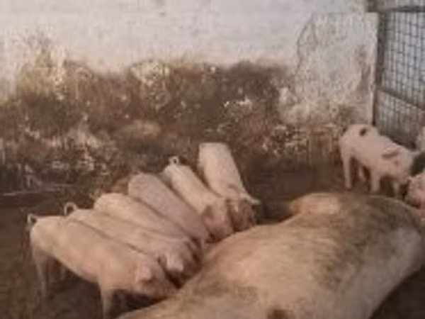 Sow, Pigs — Hungary