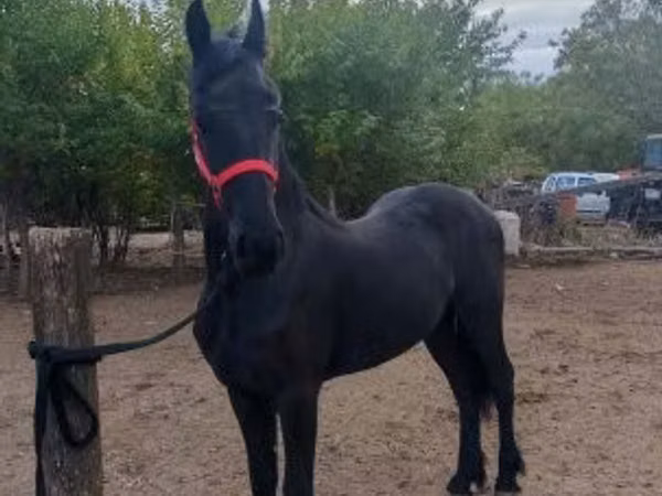 Mare, Friesian