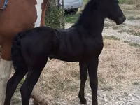 Hengst, Friesian — Foto 2