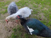 Guinea fowl — photo 4
