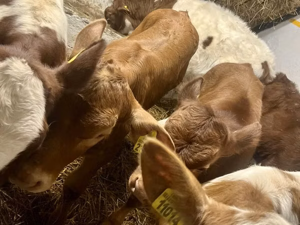 Lembu betina, Cattle