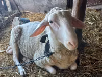 Kos, Awassi sheep — 1. fotó