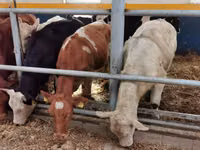 Cattle (batch, sex not specified), Limousin cow — photo 6