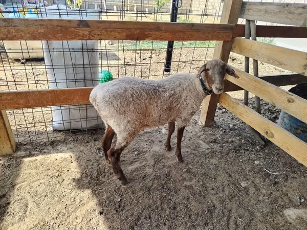 Ram, Sheep — Kazakhstan