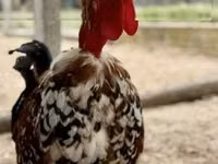 Chickens — foto 4