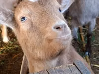 Cabra, Cabras — foto 1