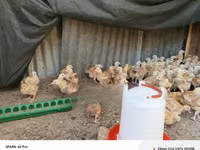 Chickens — foto 4