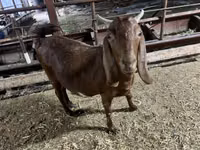 بز ماده, Kamori goats — عکس 7
