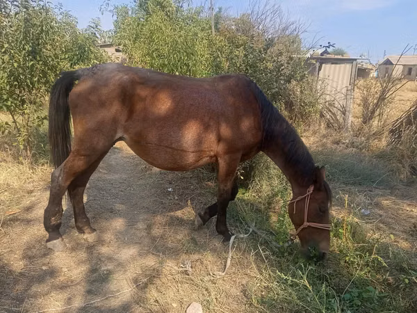 مادیان, اسب — قزاقستان