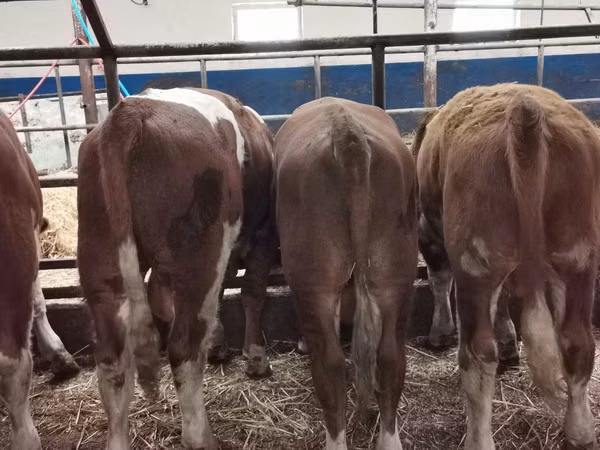 Cattle (batch, sex not specified), Hereford