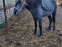 اسب نر, Kazakh horse — عکس 1
