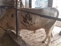 Bull, Simmental cattle — photo 3