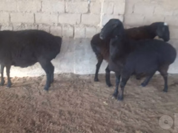 Sheep, Sheep — Uzbekistan