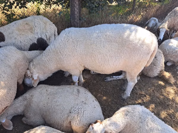 Ram, Sheep — Moldova