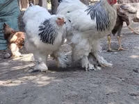 Chickens — foto 1